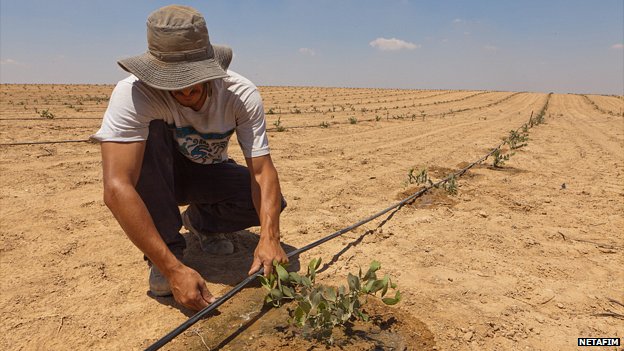 drip irrigation desert