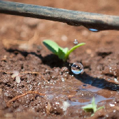 Drip irrigation NL